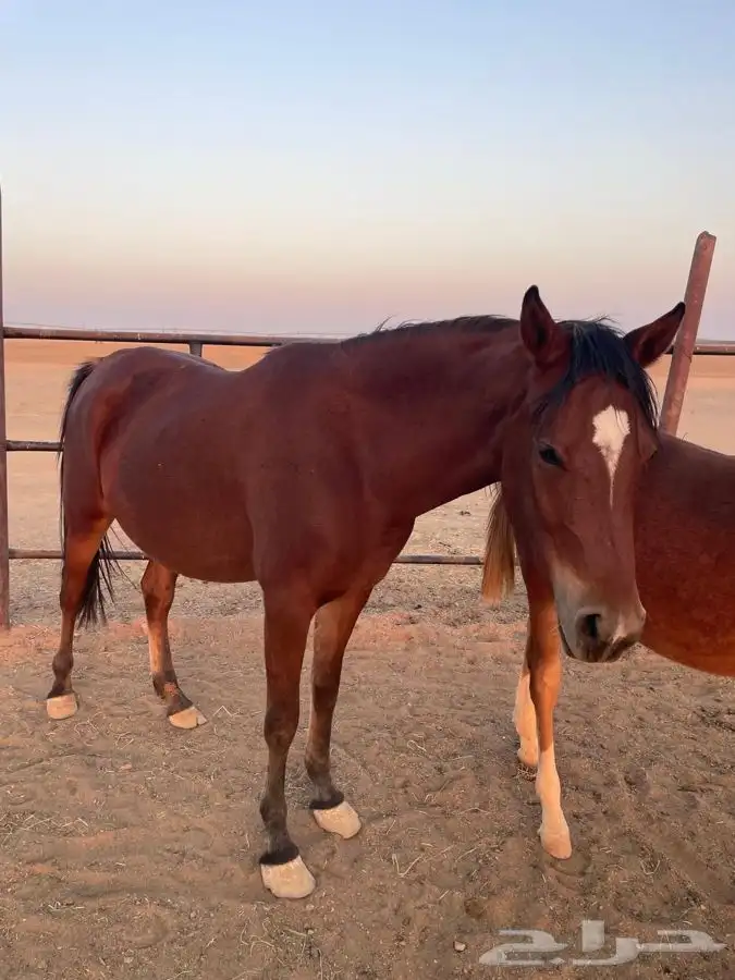 فرس شعبيه للبيع معها مهر 4