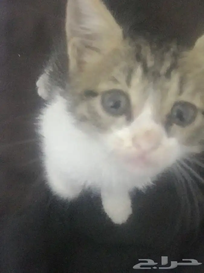 قطه للتبني صغيره 0