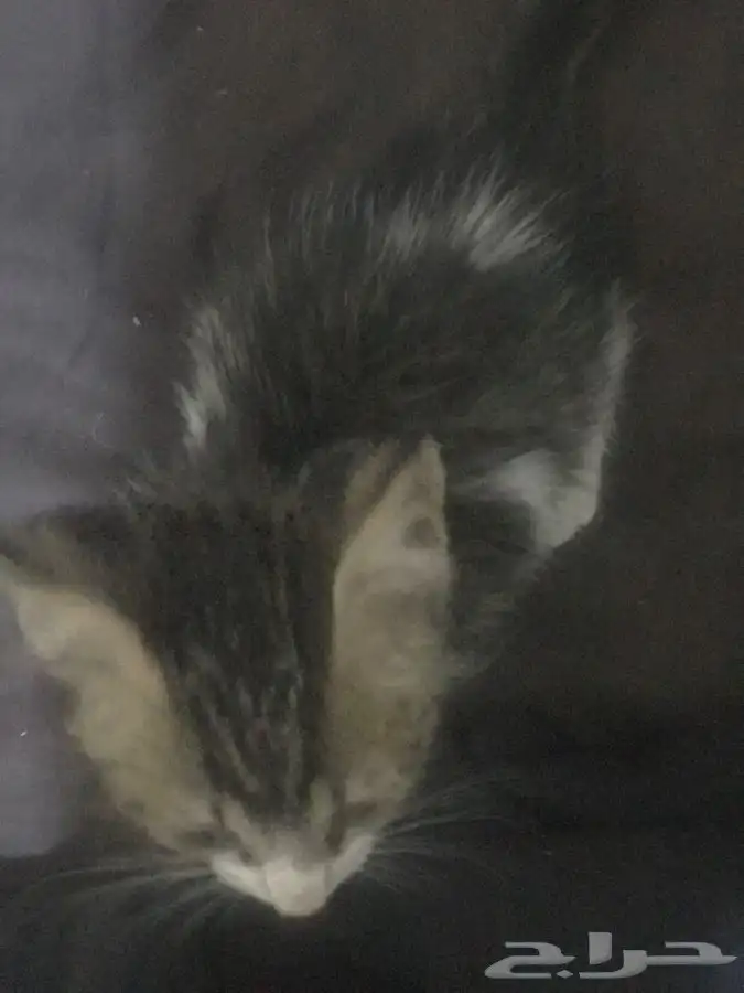 قطه للتبني صغيره 3