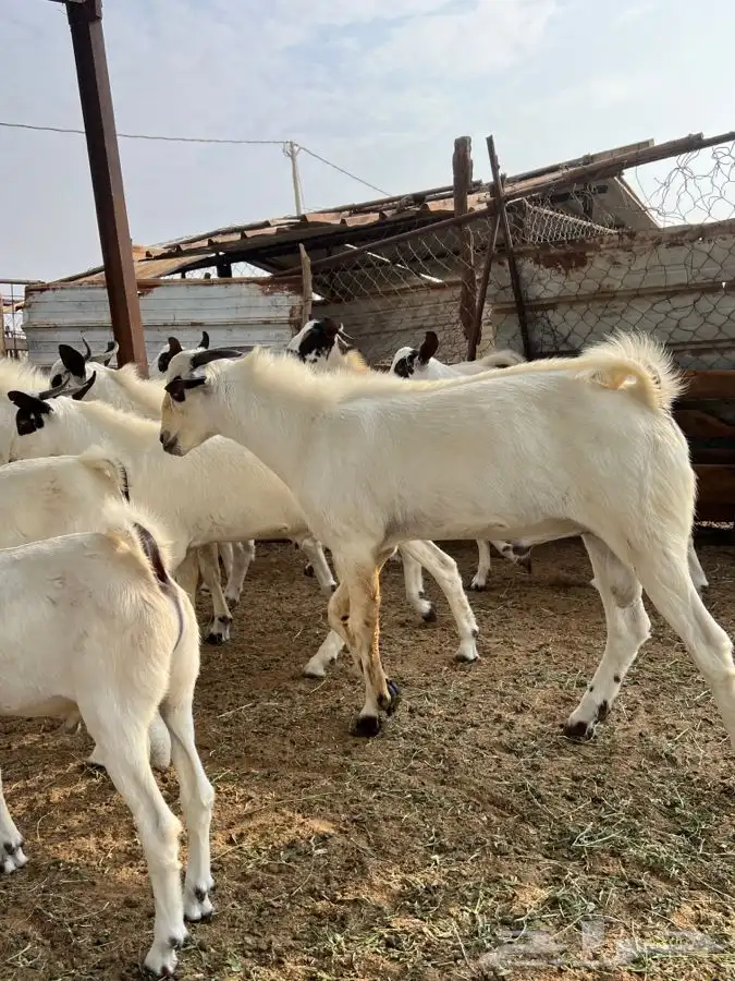 مشروع فحل بيشي 5