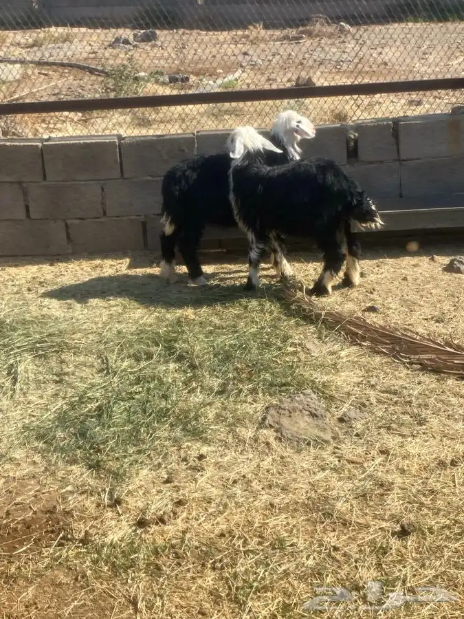 طليان نجد بريه للبيع 0