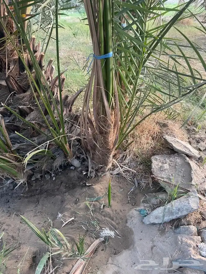 اصنا برني للبيع 2