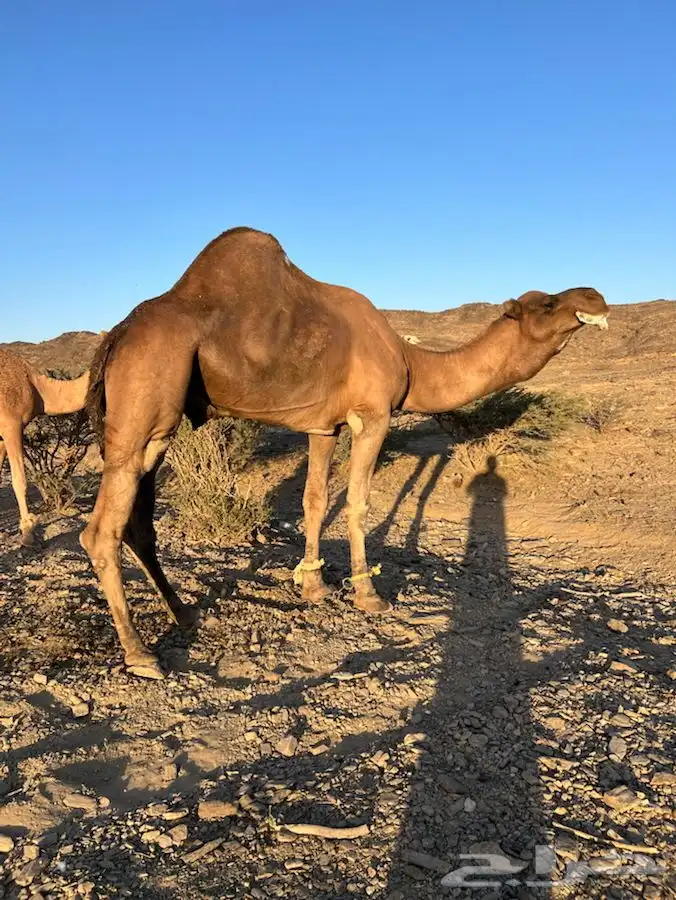 بعير ساحلي كفو مشروط من جميع العيوب الموقع الخياله 6