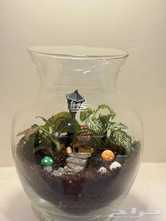 غابة استوائية صغيرة 2