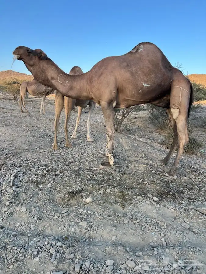 بعير ساحلي كفو مشروط من جميع العيوب الموقع الخياله 5