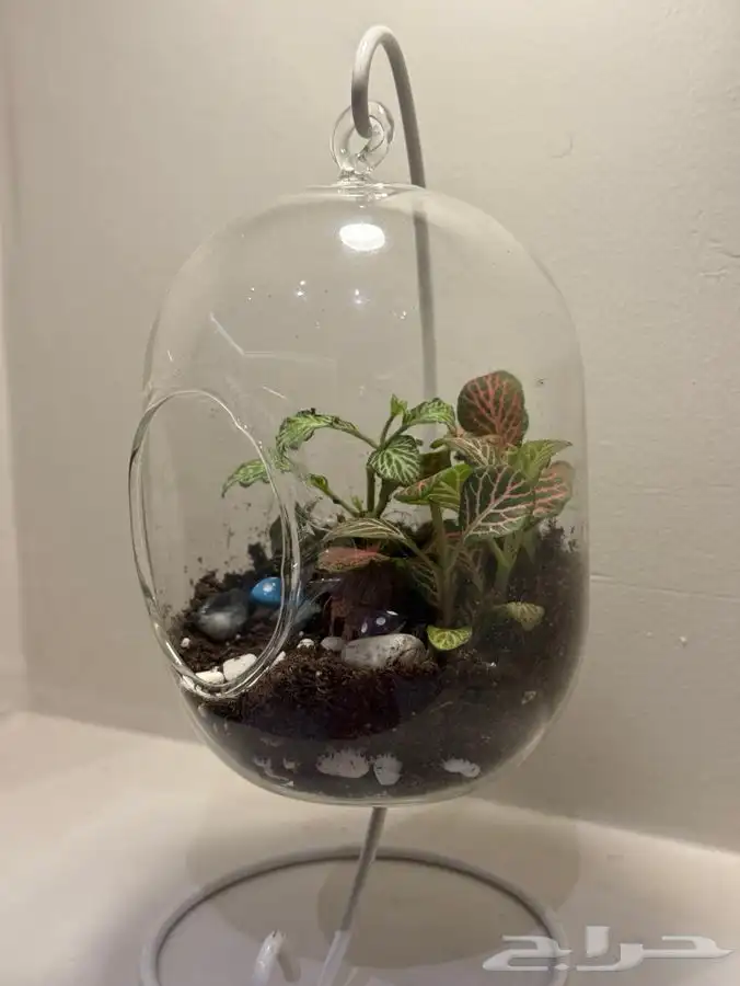 غابة استوائية صغيرة 1