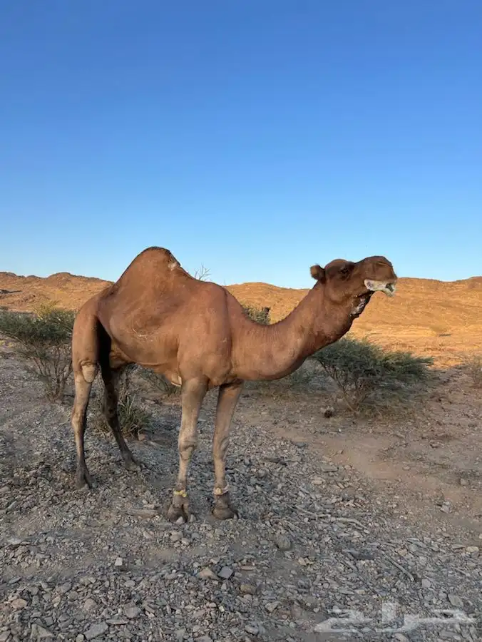 بعير ساحلي كفو مشروط من جميع العيوب الموقع الخياله 1