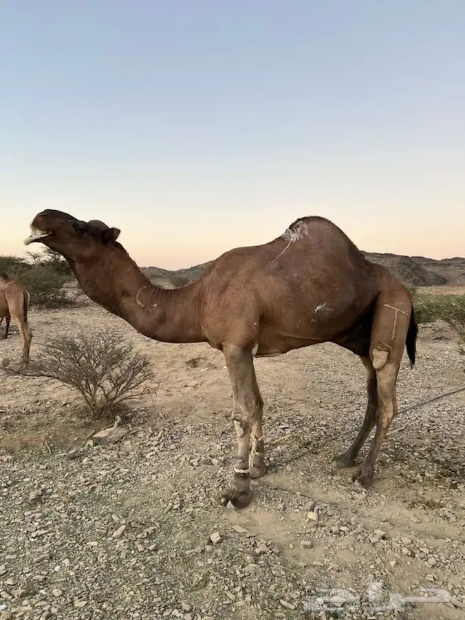 بعير ساحلي كفو مشروط من جميع العيوب الموقع الخياله 4