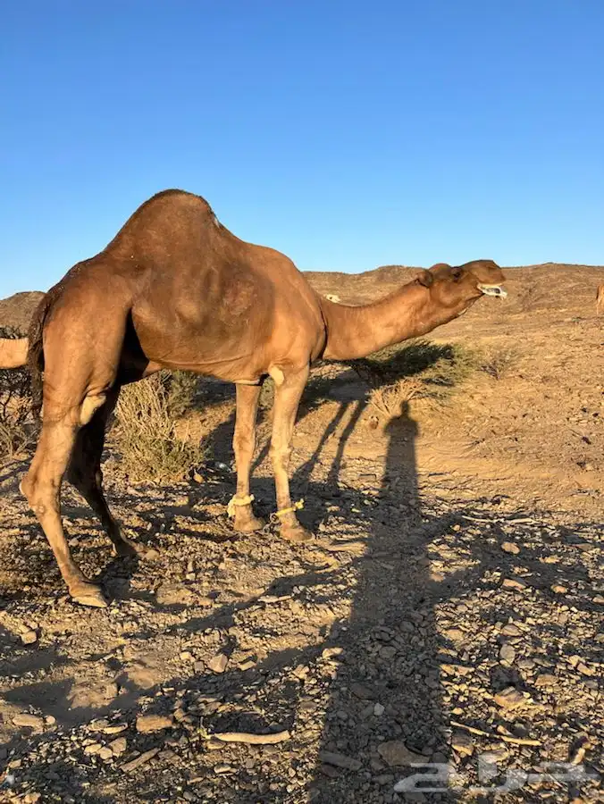 بعير ساحلي كفو مشروط من جميع العيوب الموقع الخياله 0