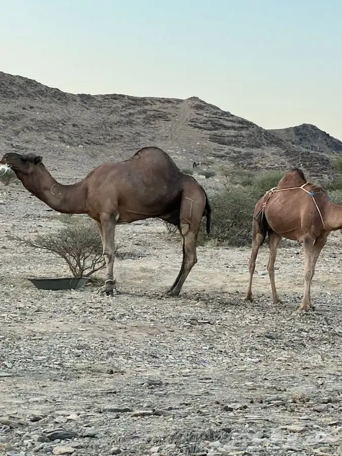بعير ساحلي كفو مشروط من جميع العيوب الموقع الخياله 2