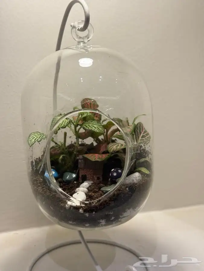 غابة استوائية صغيرة 0