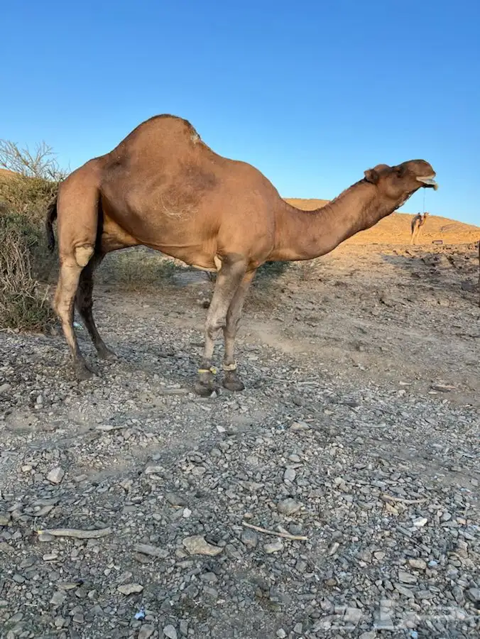 بعير ساحلي كفو مشروط من جميع العيوب الموقع الخياله 3