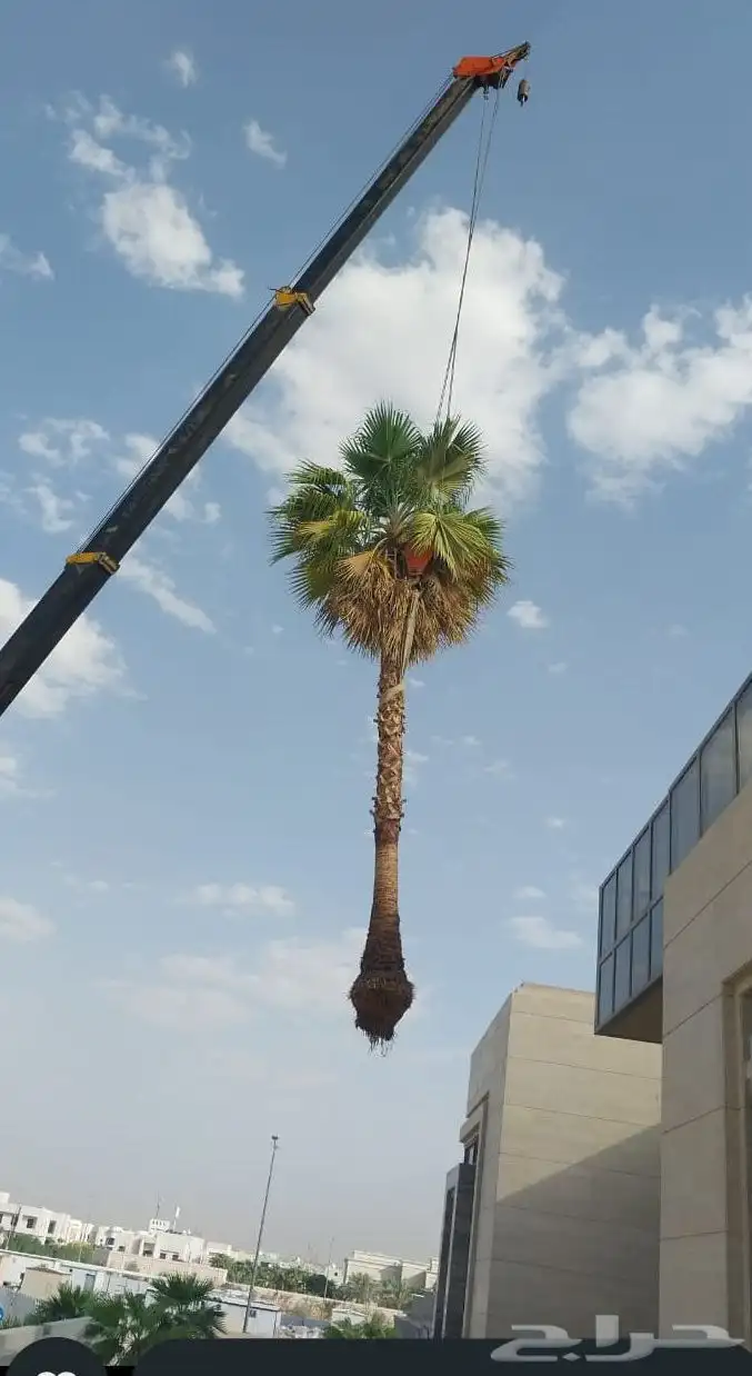 نخل واشنطن امريكي درجة اولى 0