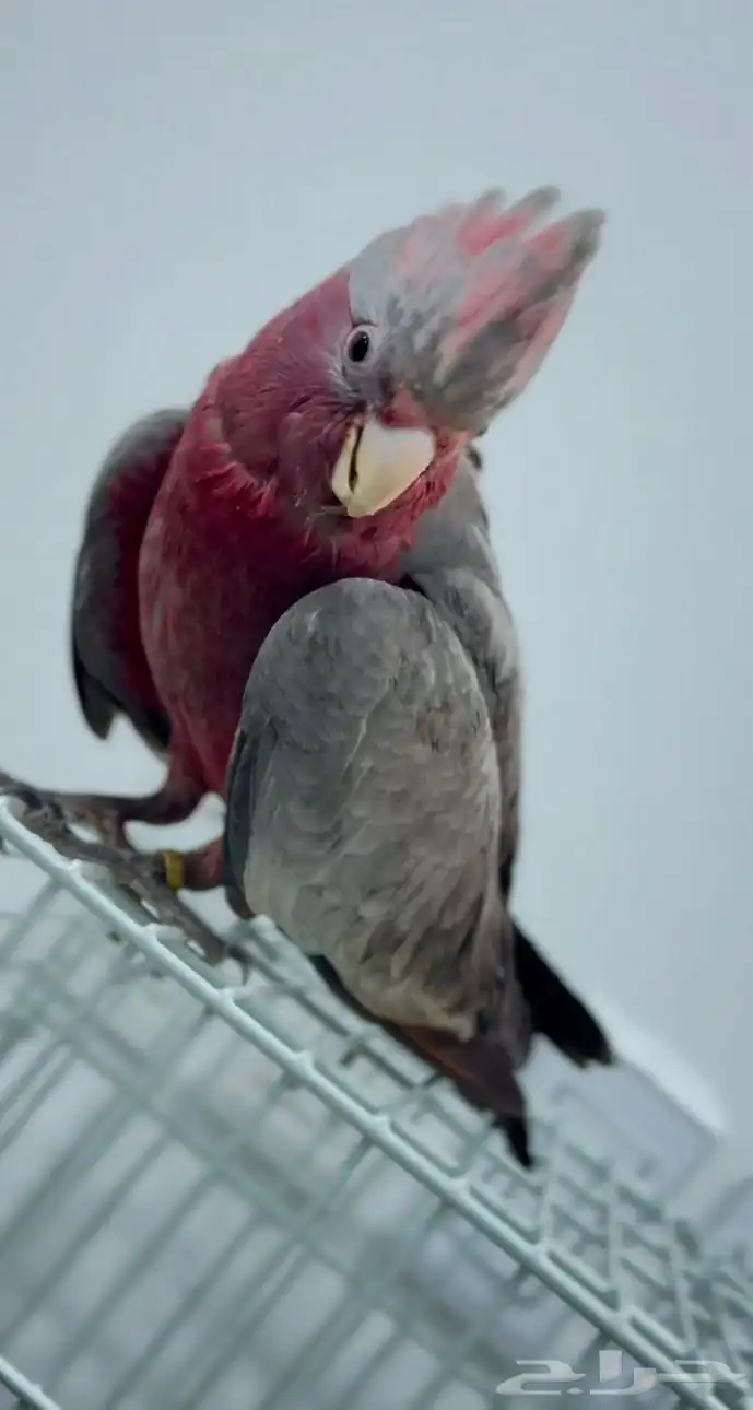 فرخ كوكاتو قالا 4