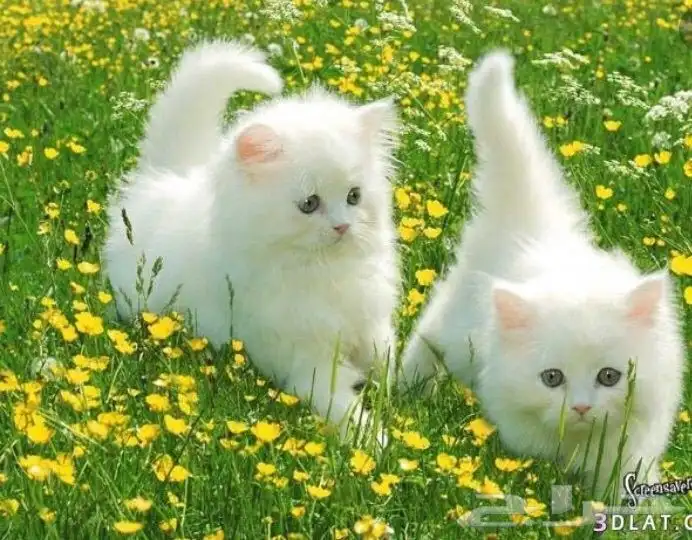 توصيل حيوانات اليفه الدمام الرياض القصيم حايل المدينه والعكس 1