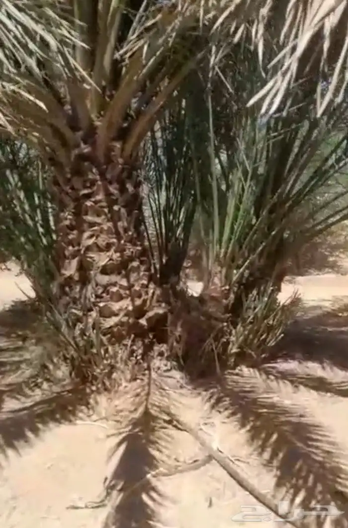 يوجد لدينا فروخ نخل ونقايل دخيني خلاص هلالي حشيشي برحي 0