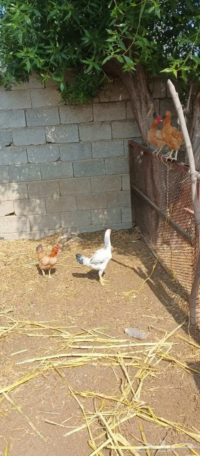 دجاج بلدي الصحة ممتازه العدد 7 للبيع لا يوجد توصيل 3