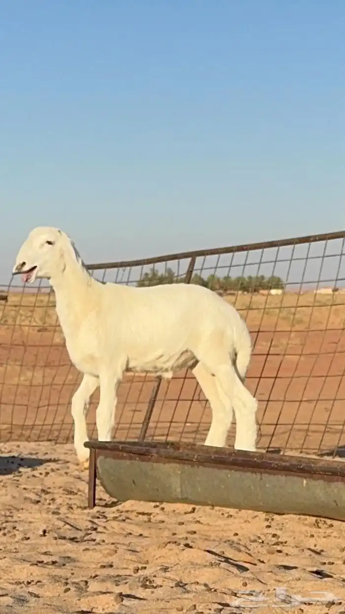 خروف حري مشروع فحل عمره ثلاث شهر 1