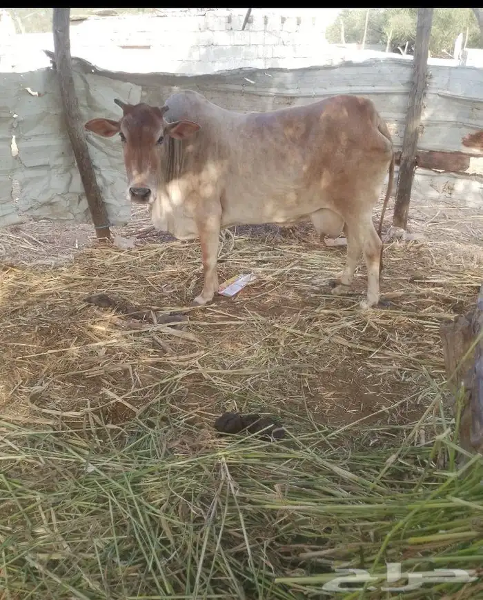 بقره للبيع الصامل يدق علي 0