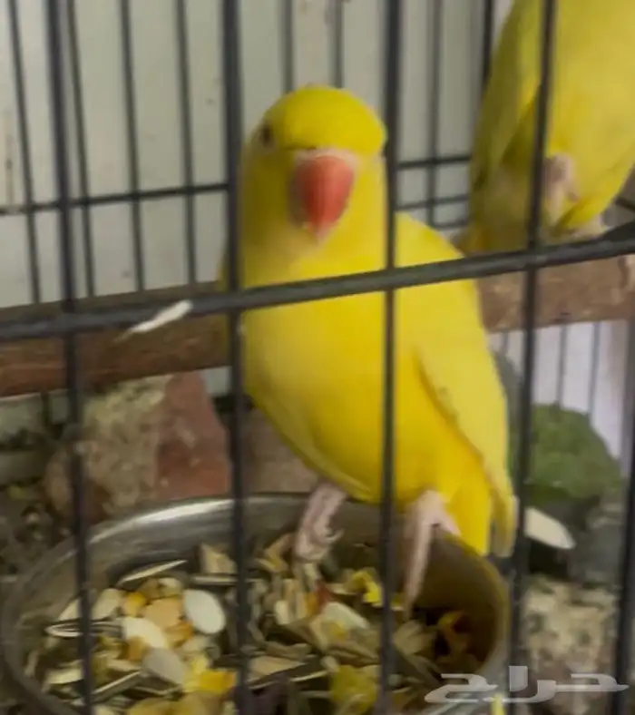 دره هولندي لاتينو (( مفقوده)) 1