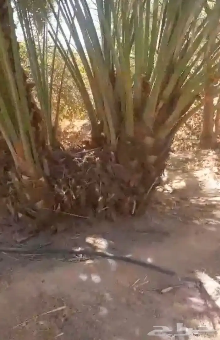 يوجد لدينا فروخ نخل ونقايل دخيني خلاص هلالي حشيشي برحي 4