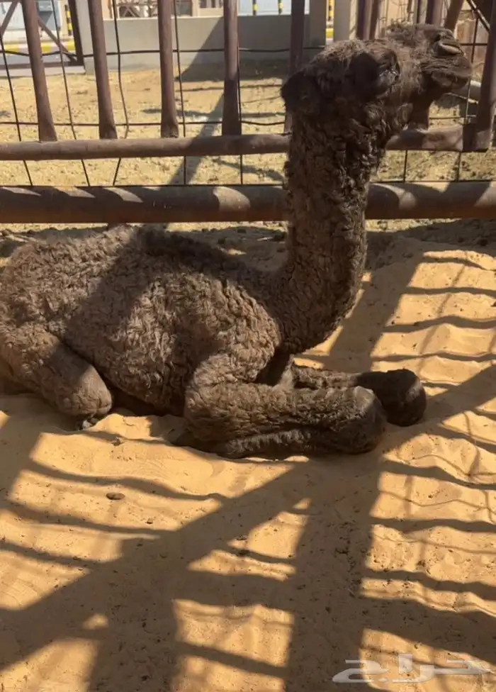 للبيع خلفه معها حواره كفوو غرنوقيه 1