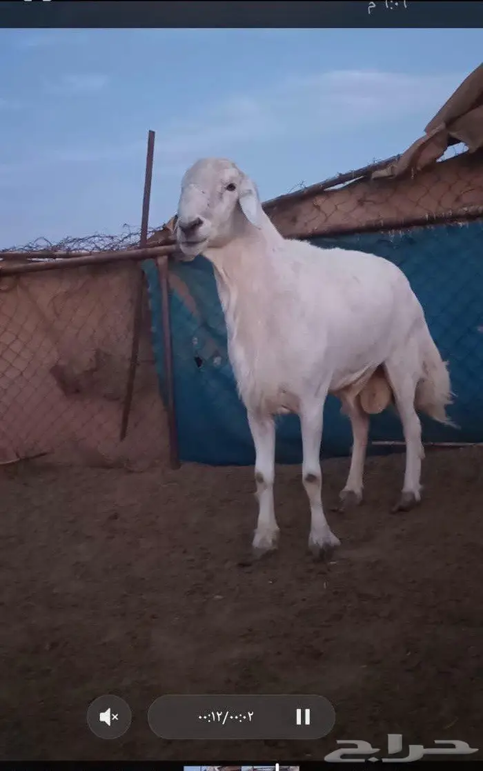 فحل حري فاخر 0