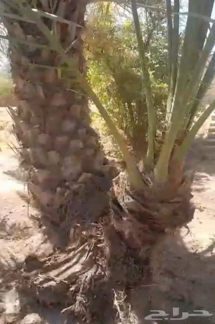 يوجد لدينا فروخ نخل ونقايل دخيني خلاص هلالي حشيشي برحي 1