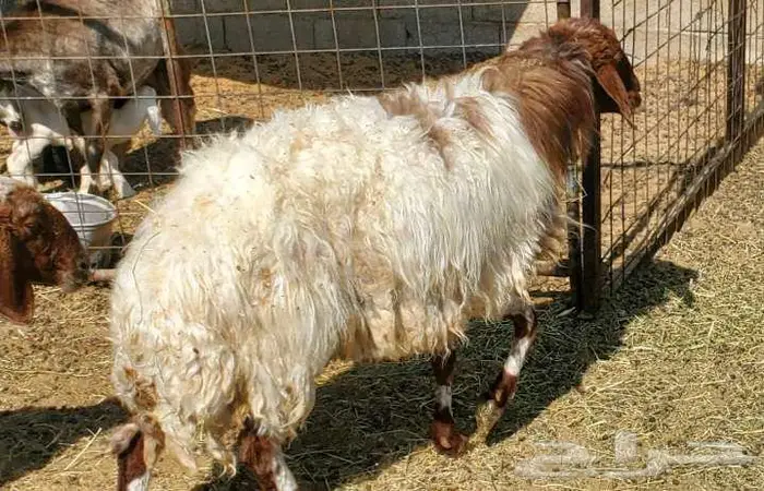 11 راس نعيم مضاريع 0