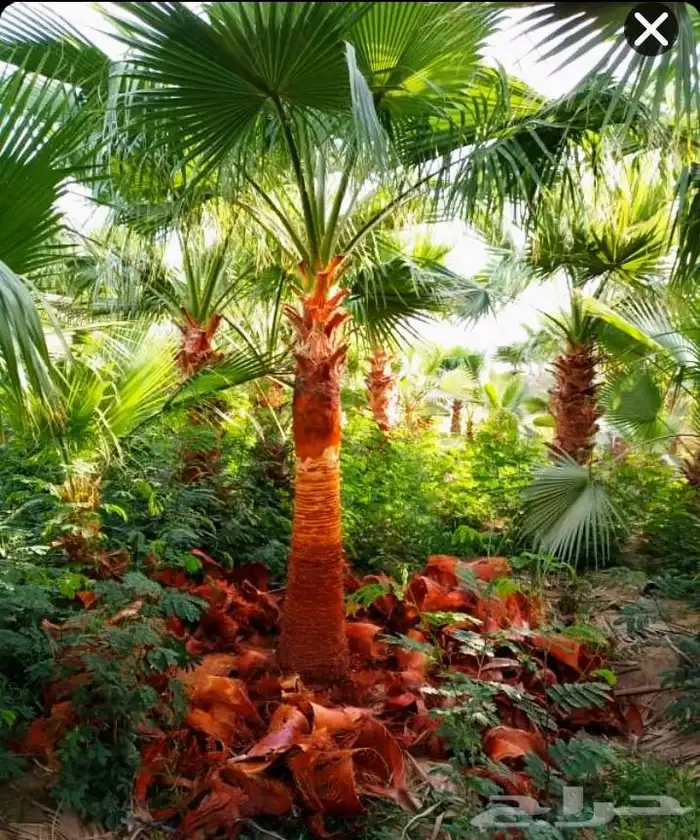 نخل مثمر نخل نقايل واشنطني اخلاص سكري برحي صقعي شيشي هلالي 7