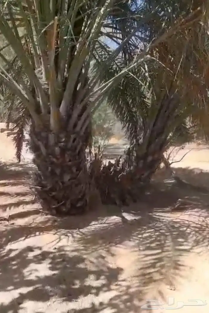 يوجد لدينا فروخ نخل ونقايل دخيني خلاص هلالي حشيشي برحي 2