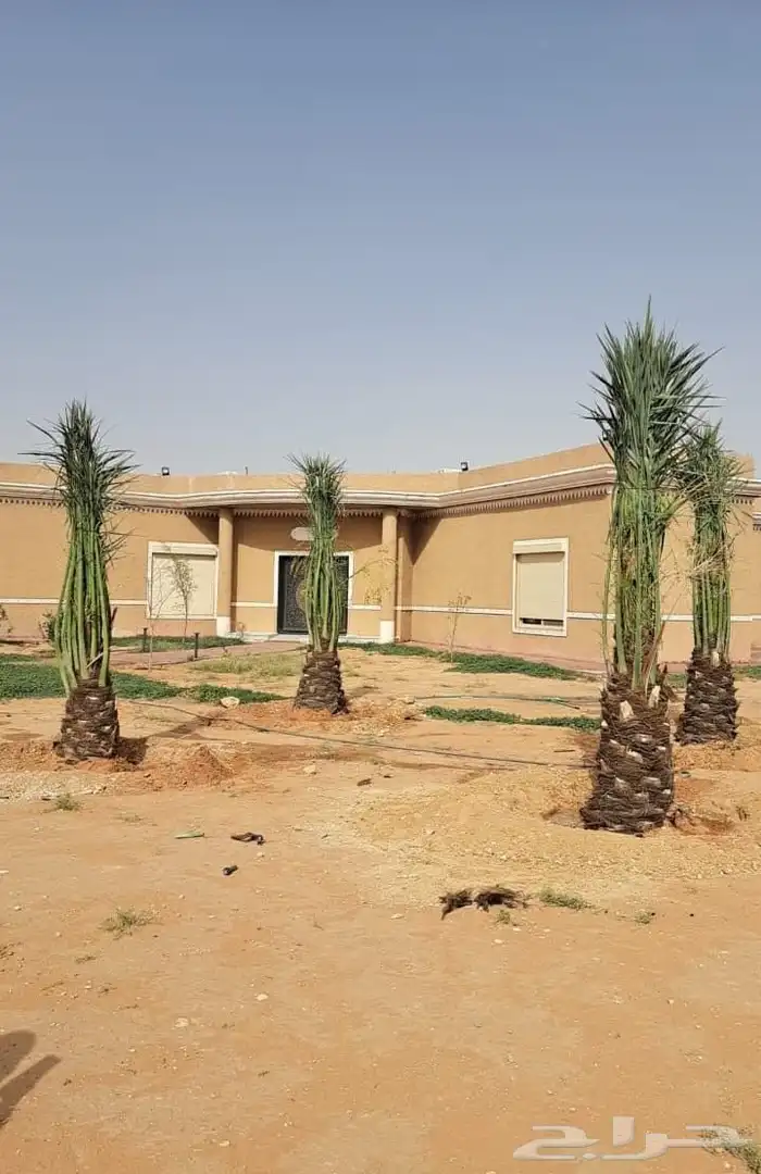 توريد فسايل ونخيل واشنطني 2