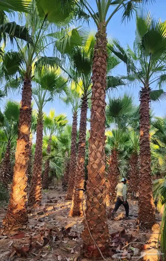 نخل واشنطن امريكي درجة اولى 2