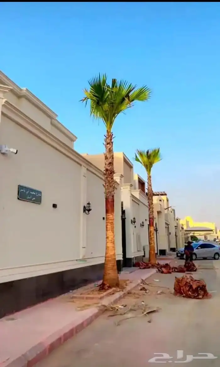 نخل واشنطن امريكي درجة اولى 1