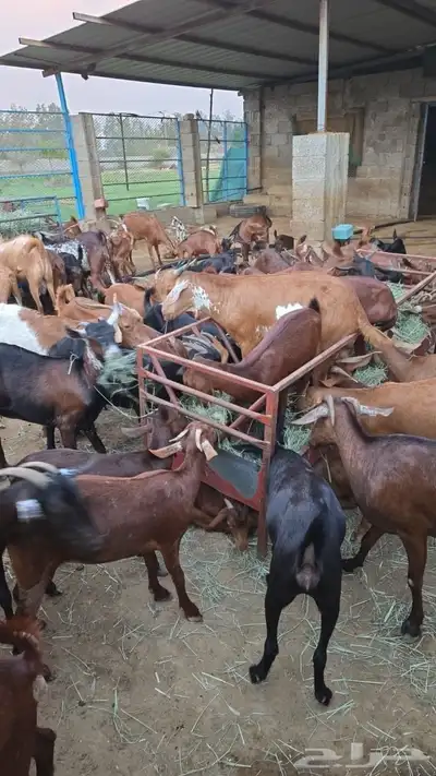 غنم معزى للبيع 0