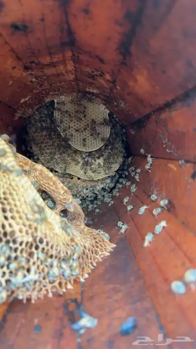 القنفذة القوز عنيكر index