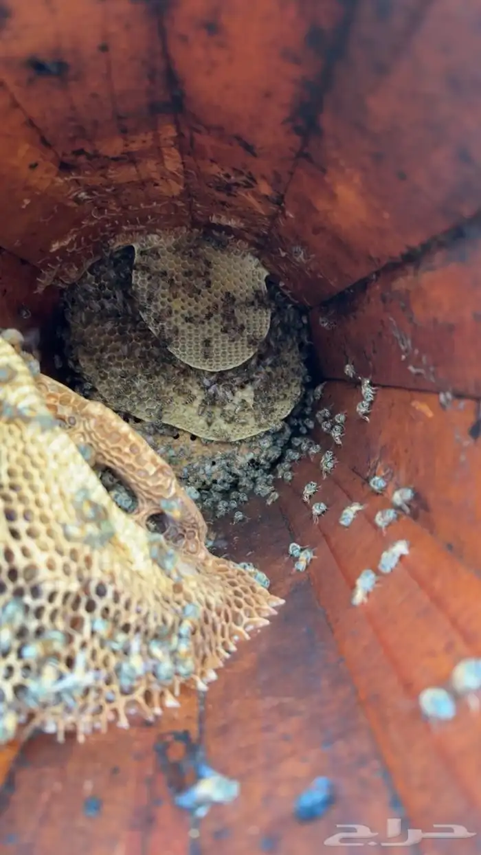 القنفذة القوز عنيكر 0