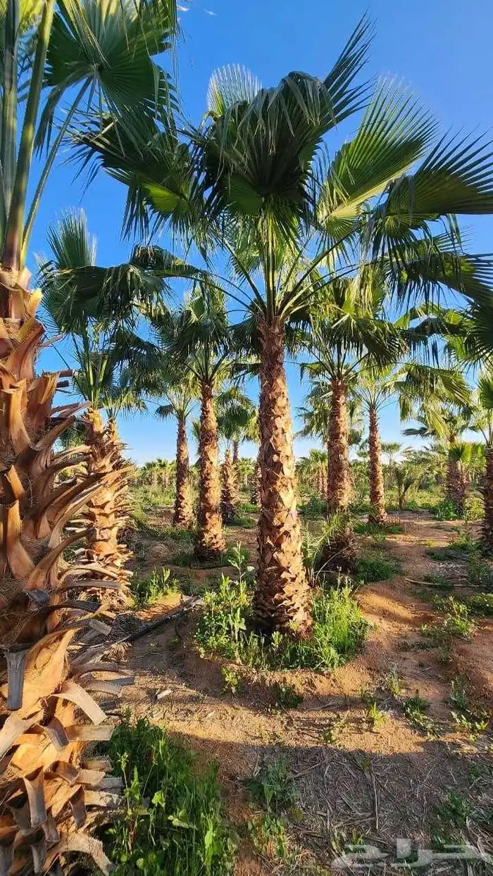 نخل واشنطني زينه امريكي ابومروحه 9