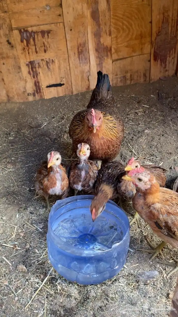 دجاج عربي اصيل فري نادر 6