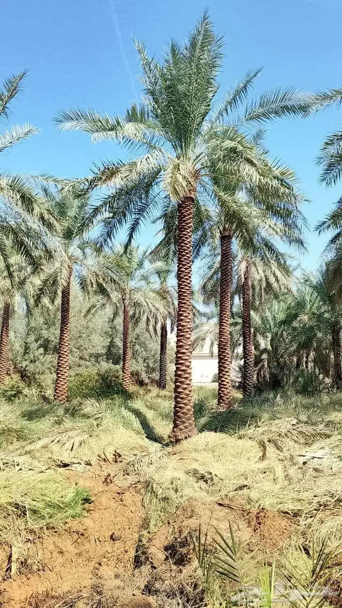توريد وزراعه نخيل واشنطني وعربي بجميع المقاسات 3