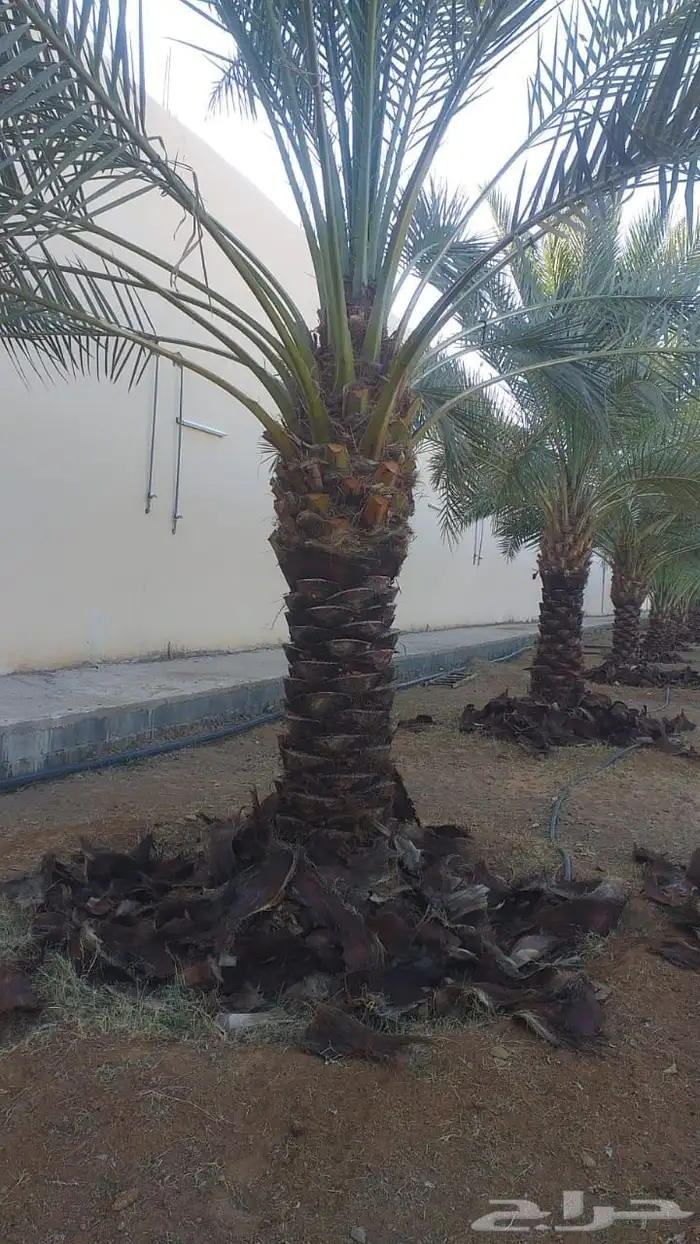 توريد فسايل ونخيل واشنطني 0