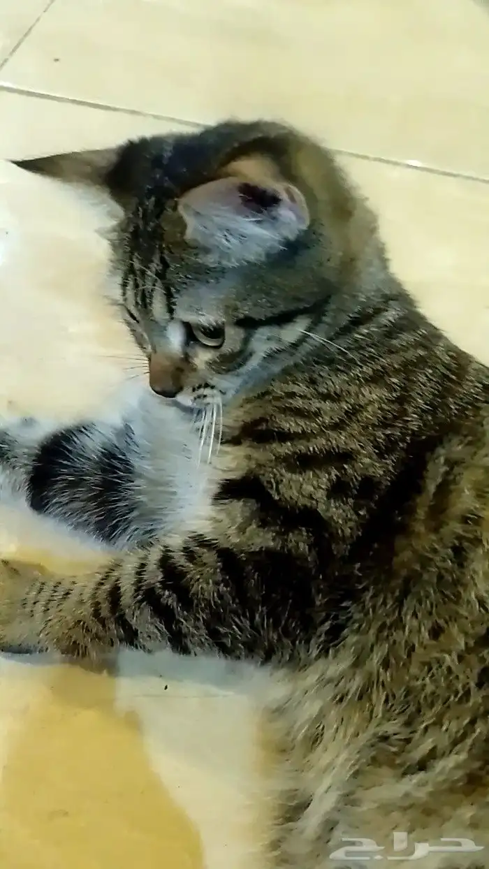 للتبني قطط اليفه عمرها 8 شهور 9