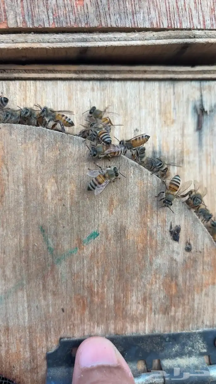 القنفذة القوز عنيكر 2