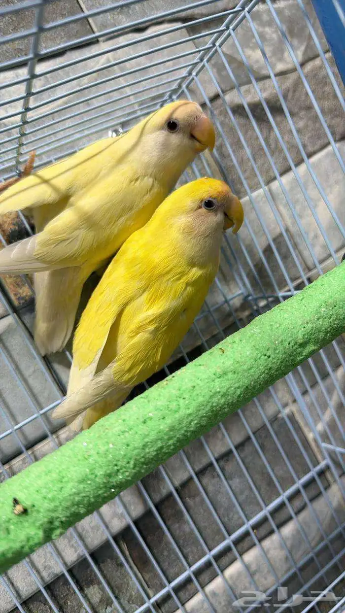 للبيع جوز روز اينو 0