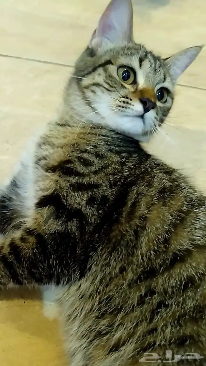 للتبني قطط اليفه عمرها 8 شهور 3