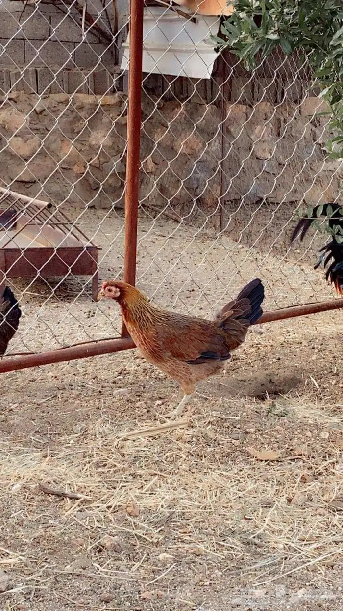 دجاج عربي اصيل فري نادر 1