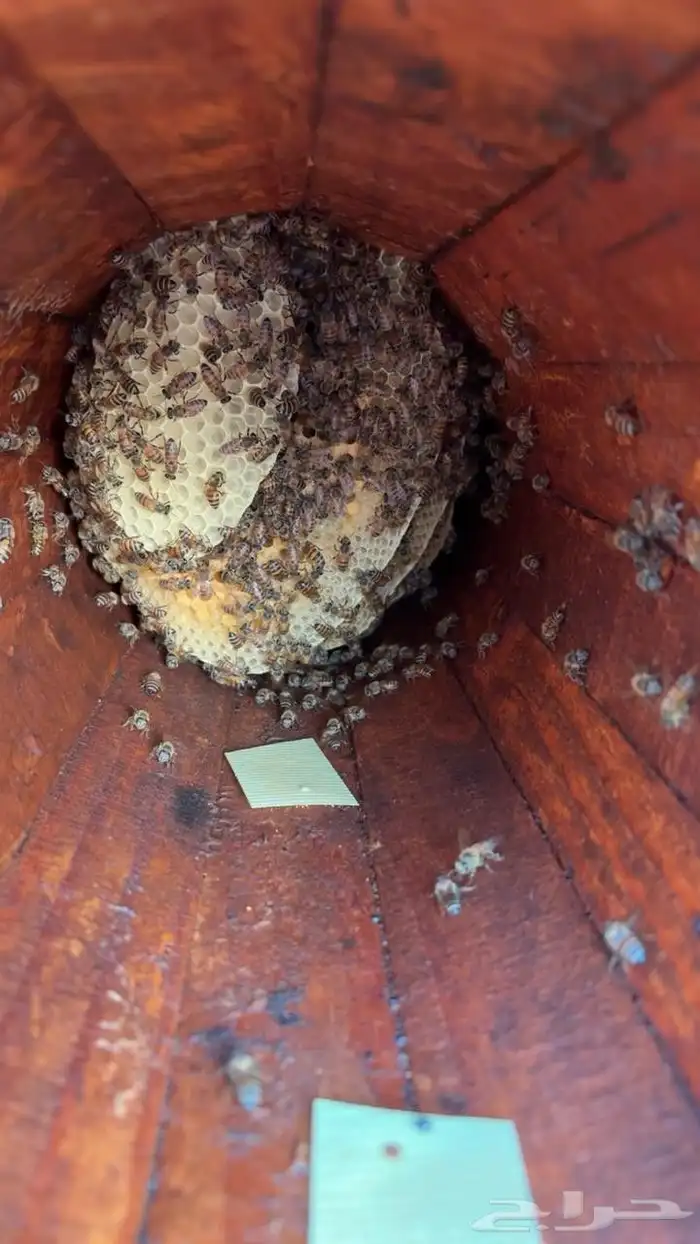 القنفذة القوز عنيكر 3