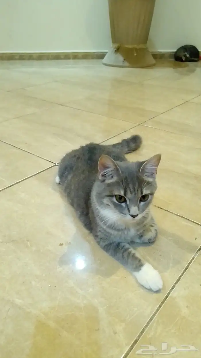 للتبني قطط اليفه عمرها 8 شهور 4