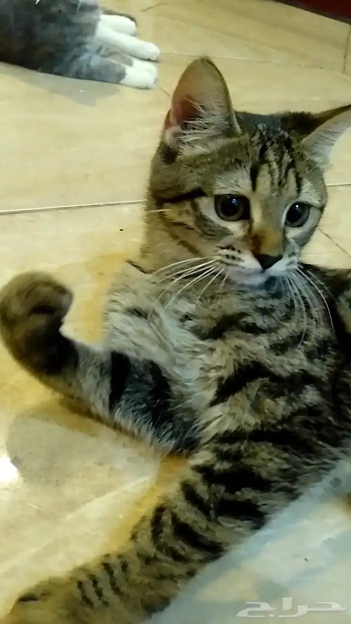 للتبني قطط اليفه عمرها 8 شهور 0