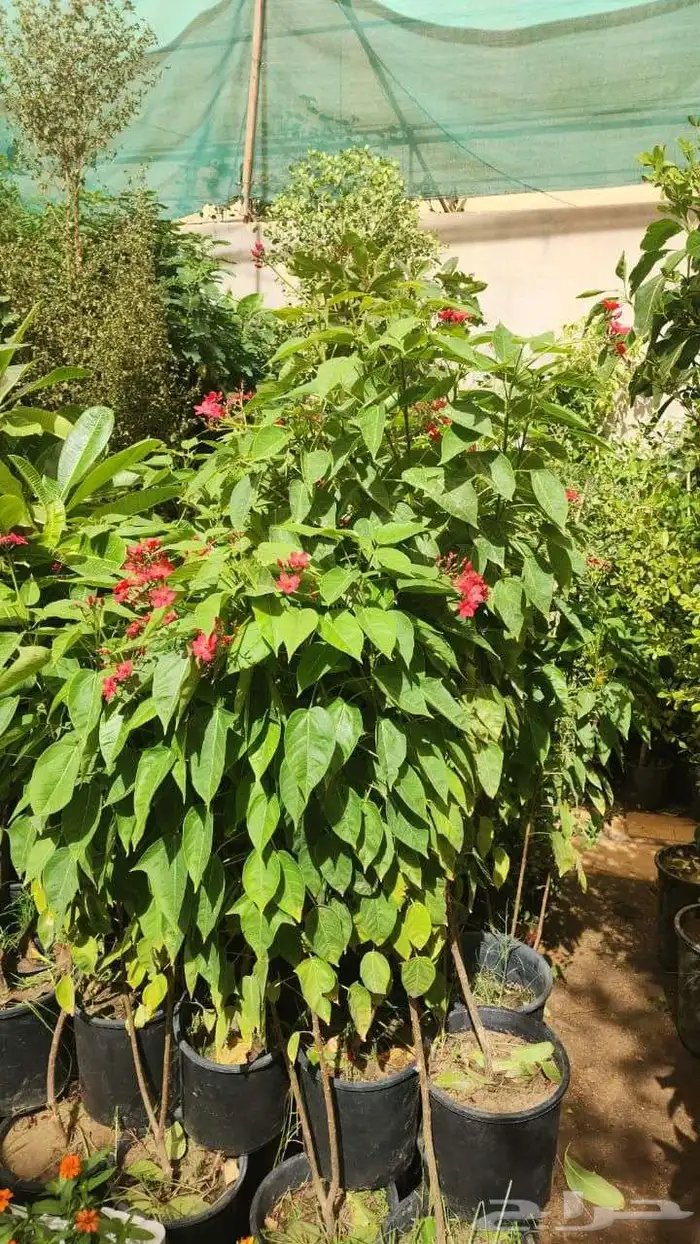 تنسيق حدائق صيانه الحدائق الشهريه والسنويه وبيع الثيل الطبيع 1